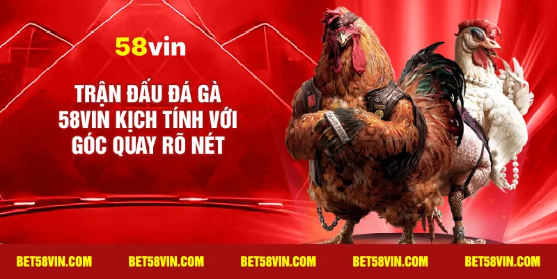 Trận đấu Đá Gà 58vin kịch tính với góc quay rõ nét