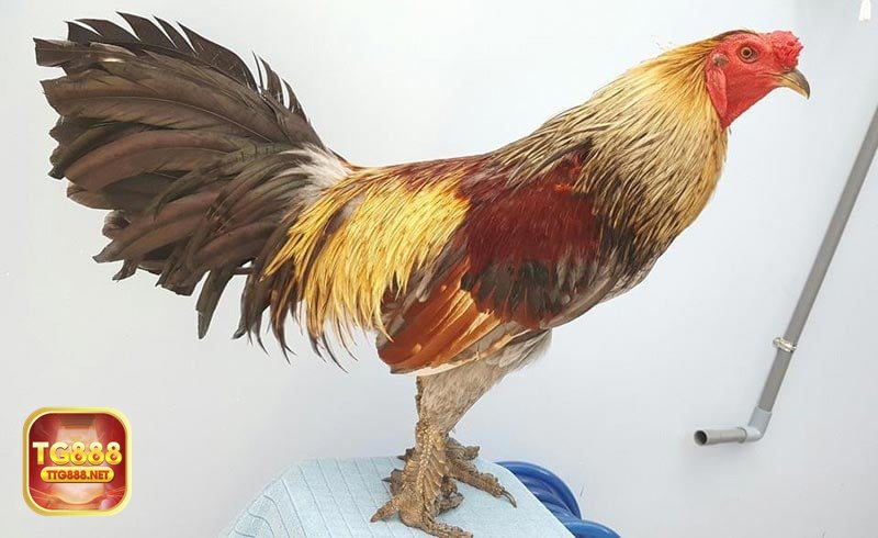 Đá gà tg888 - Thomo: dồn dập, bền bỉ và dễ “lật thế”