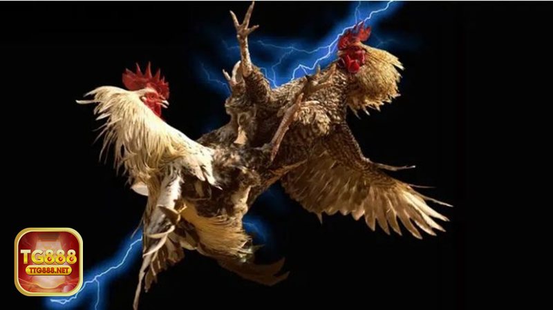 Đá gà đòn - Quan sát thể lực và khả năng chịu áp lực