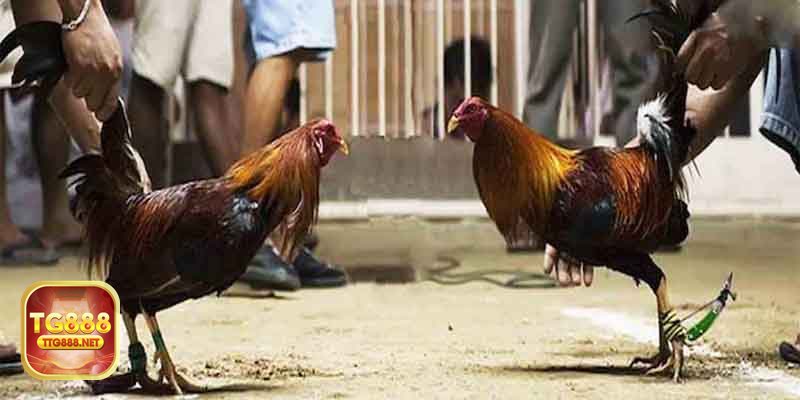 Đá gà tre - Trải nghiệm theo dõi và đặt cược thuận tiện