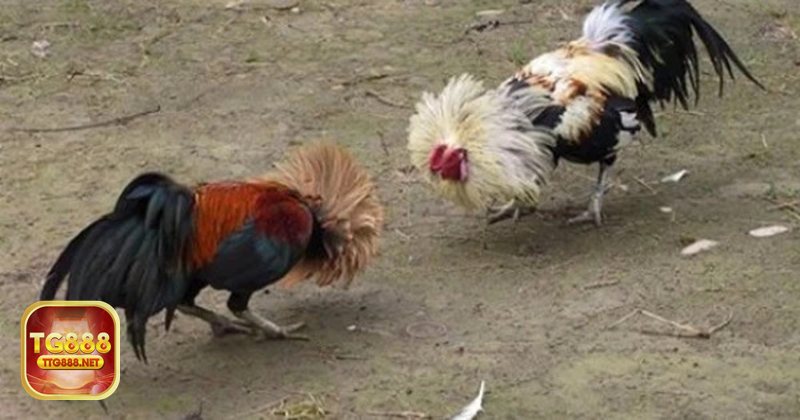 Đá gà đòn - Đòn thế là linh hồn của cuộc so tài