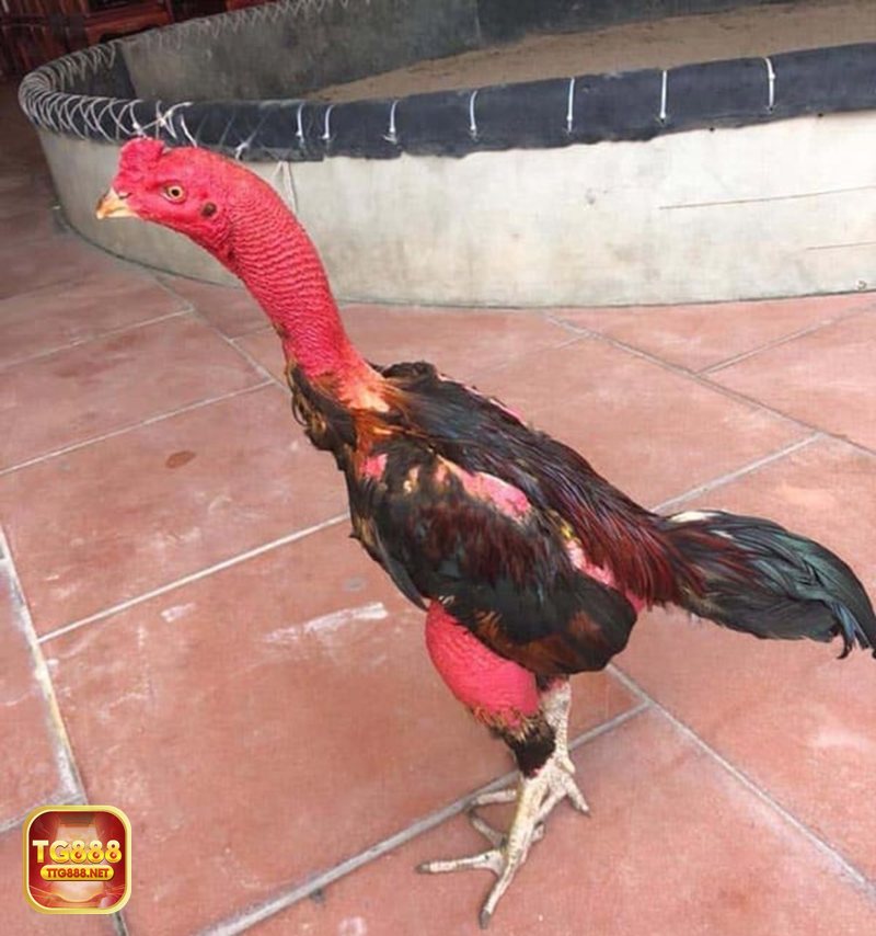 Đá gà đòn - Nguồn gốc sức hút từ lối đấu truyền thống