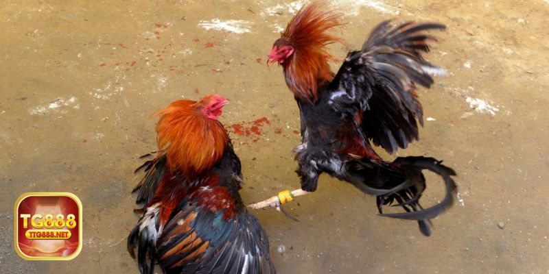 Đá gà tre - Nhịp đấu nhanh, dễ nắm bắt diễn biến