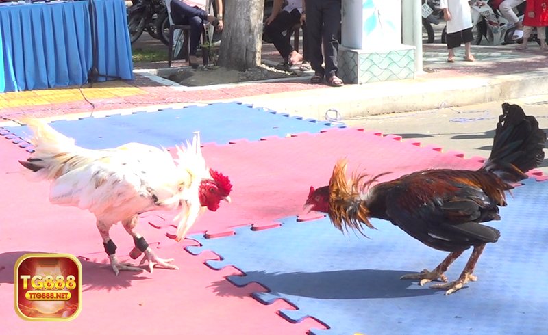 Đá gà tg888 - Kèo minh bạch, lịch sử rõ ràng để tự kiểm chứng